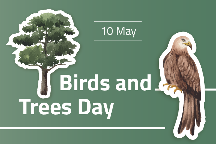 10 May is Birds and Trees Day – the saker falcon is the Bird of the Year